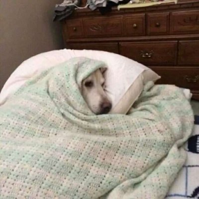  萌货小神犬头像