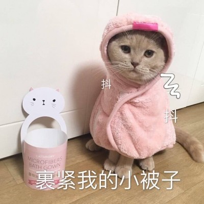 可爱猫咪微信图片