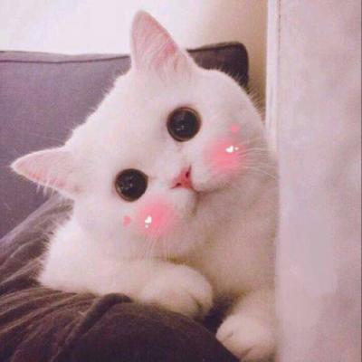 微信超萌可爱猫咪动物头像我永远是你的小猫咪