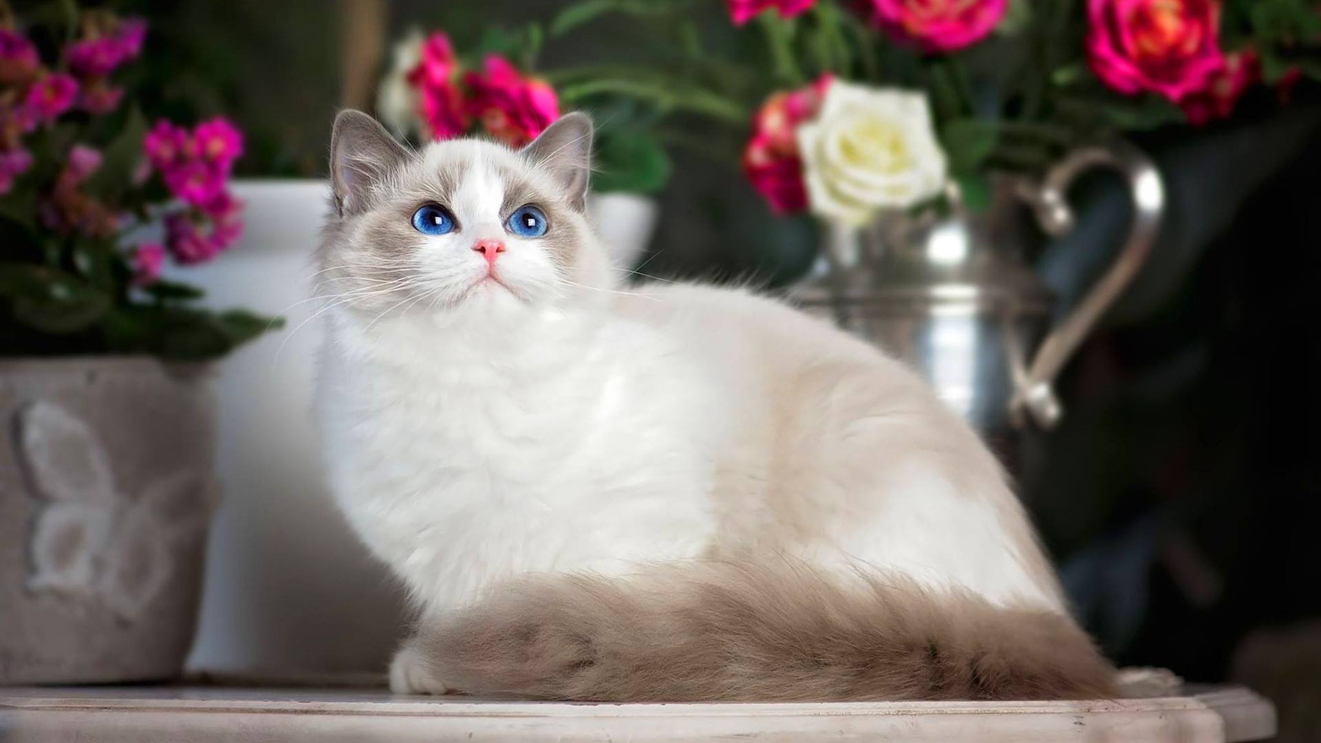 萌宠小猫咪壁纸可爱图片 又软又萌才是你的小心肝