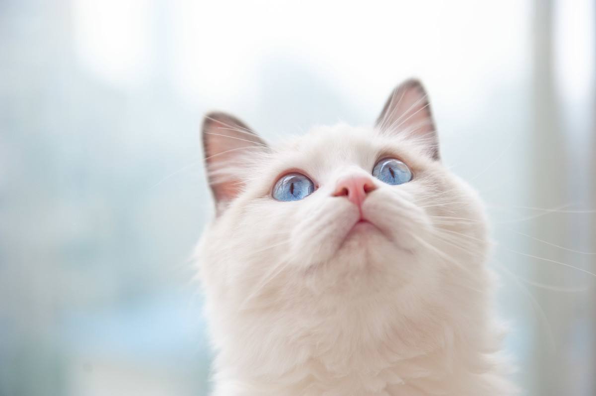 萌宠小猫咪壁纸可爱图片 又软又萌才是你的小心肝