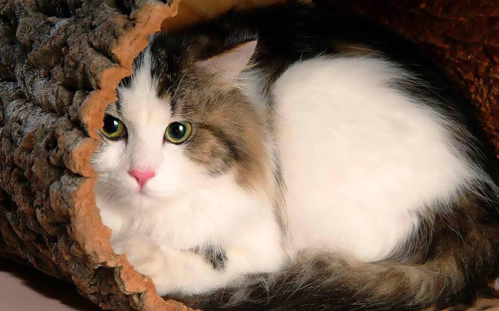 萌宠小猫咪壁纸可爱图片 又软又萌才是你的小心肝