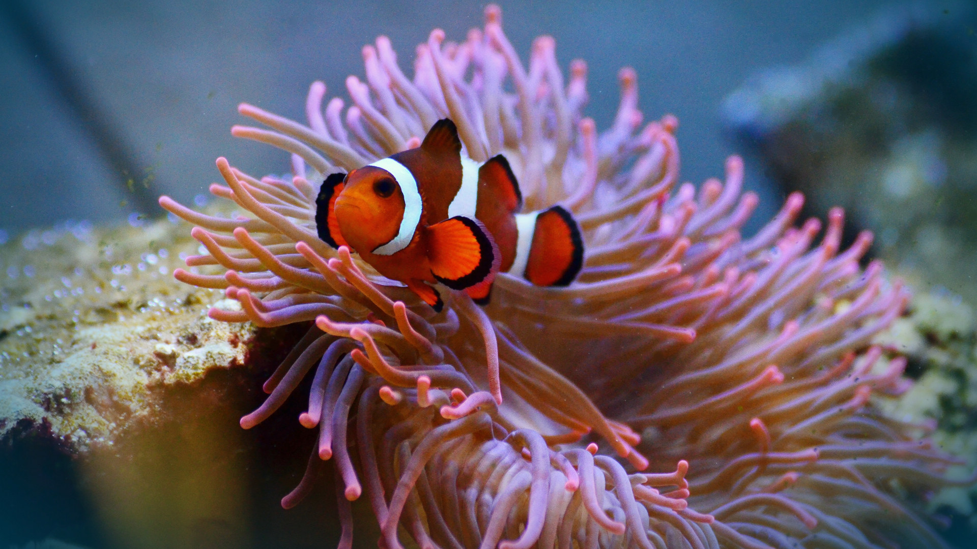 唯美海洋生物摄影壁纸图片 美丽的海底世界