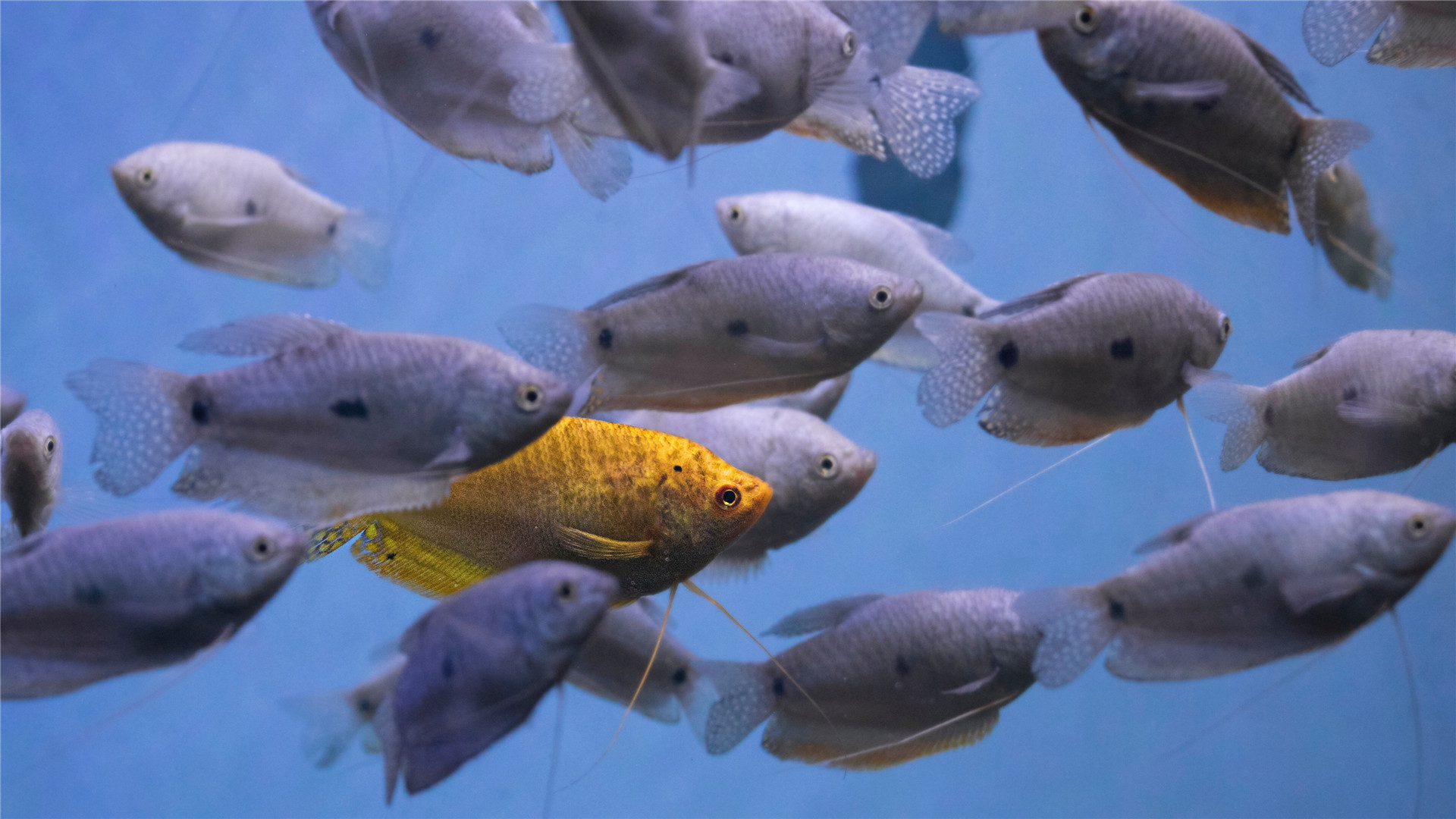 唯美海洋生物摄影壁纸图片 美丽的海底世界