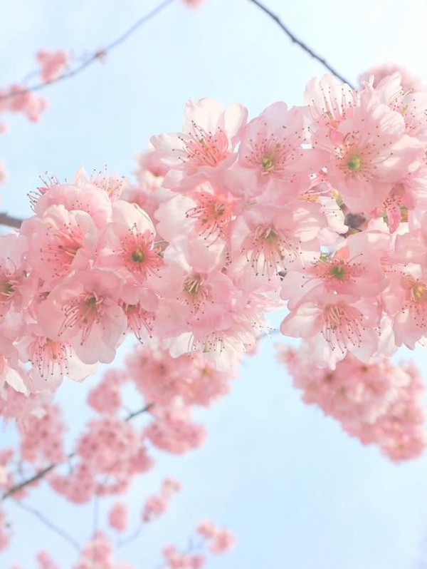 浪漫樱花图片 最美樱花季