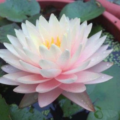 会带来好运的微信头像_微信最吉利的好看头像