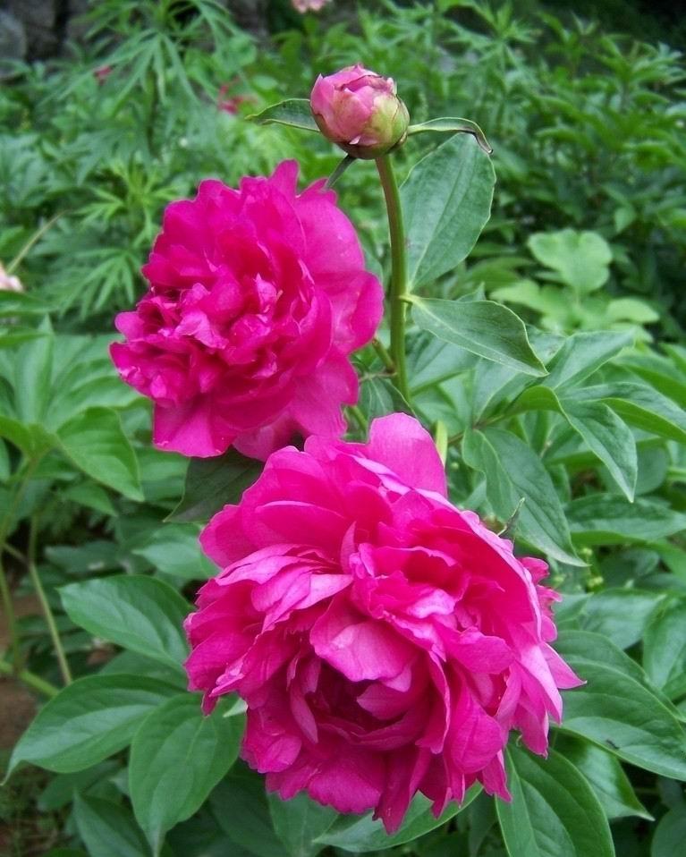 牡丹花图片国色天香牡丹花花中之王