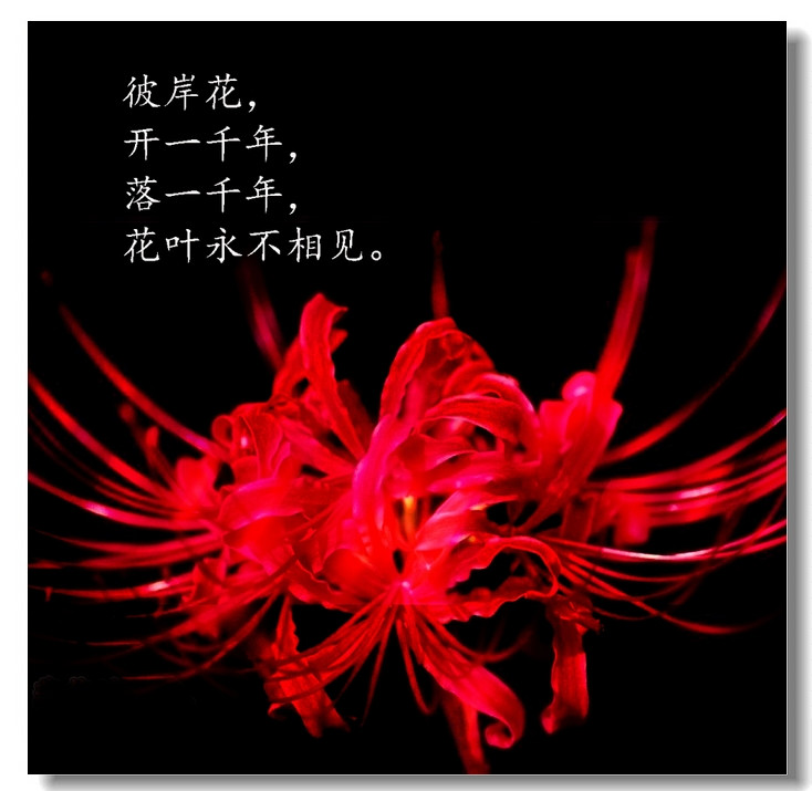 魂之花彼岸花图片恶魔的温柔是绝望的爱情