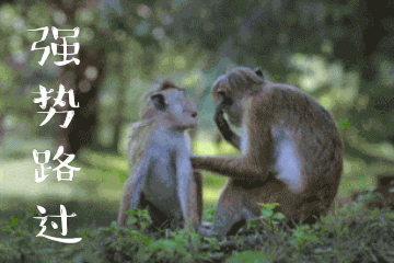 猴子表情包 人脸猴子搞笑动图表情包
