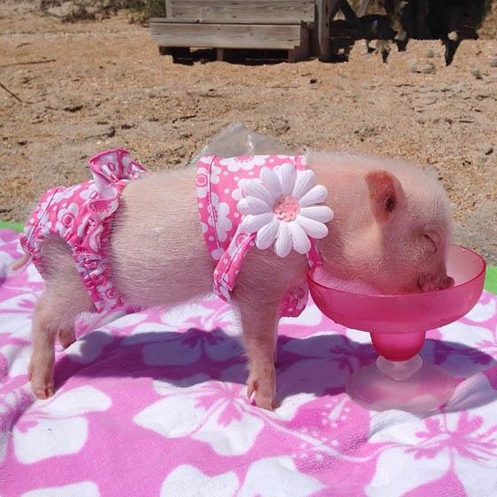 世界上最可爱的猪的图片 一定会萌化你的心