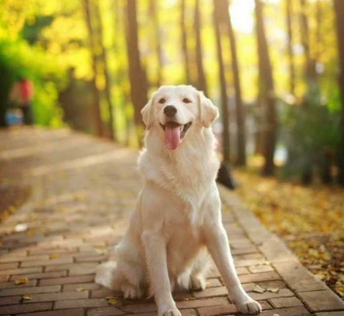 金毛犬图片大全 聪明热情的金毛寻回犬 - 【可爱点】