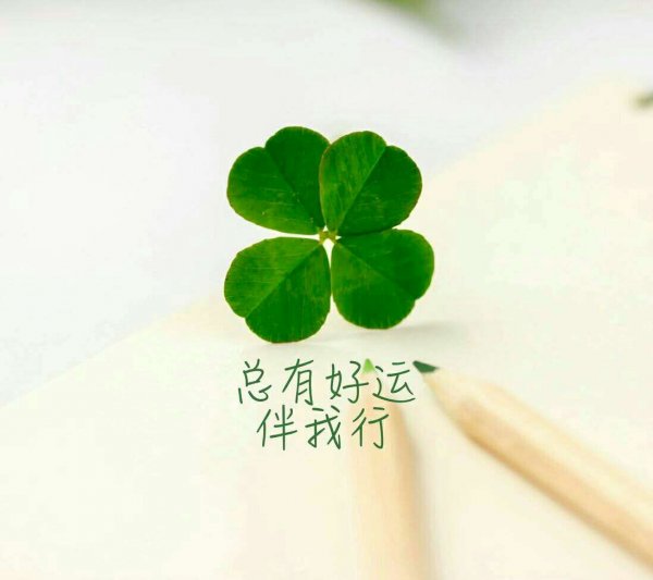 小清新幸运四叶草图片绿色护眼唯美高清壁纸