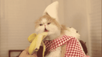 喵星人gif 猫咪动态图表情包 - 【可爱点】