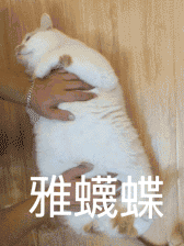 想念在喵星的楼楼小天使网红猫楼楼表情包