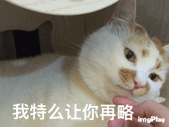 想念在喵星的楼楼小天使网红猫楼楼表情包