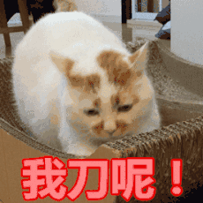 想念在喵星的楼楼小天使网红猫楼楼表情包