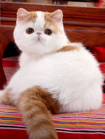 加菲猫图片异国短毛猫呆萌可爱图片大全