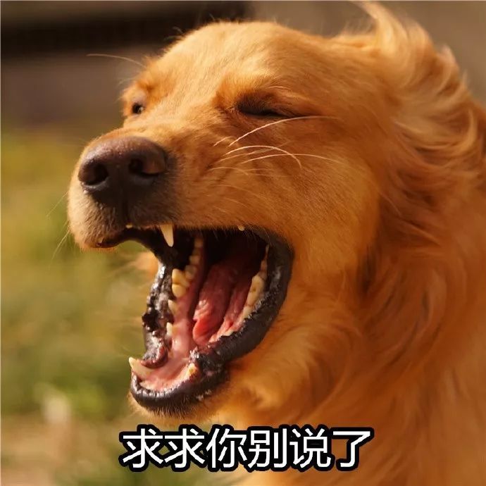 一波吵架生气专用大金毛表情包,太好笑了