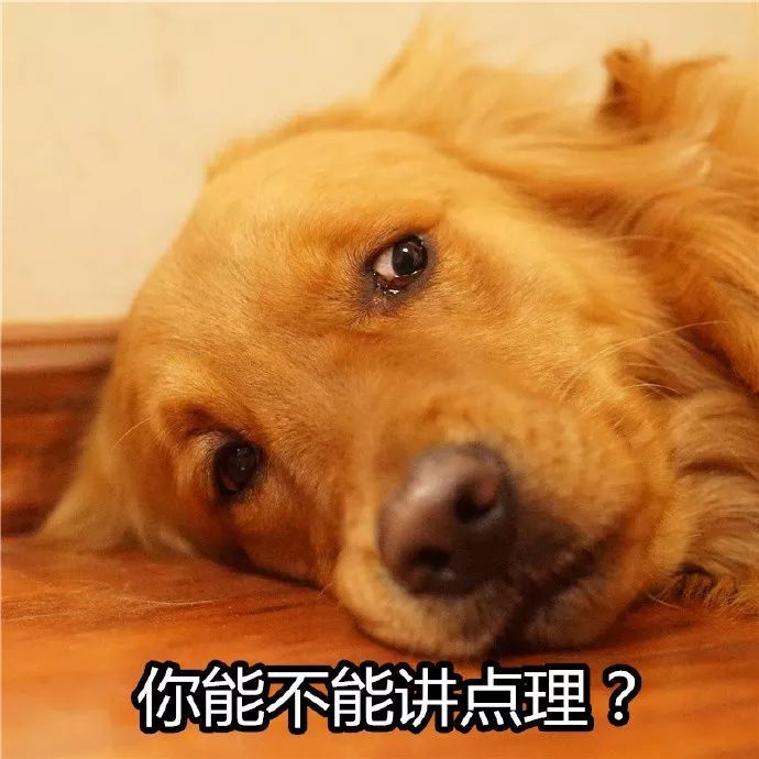 一波吵架生气专用大金毛表情包太好笑了