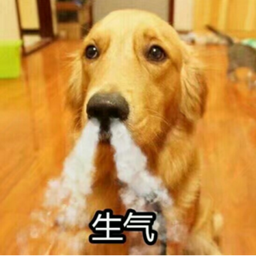 一波吵架生气专用大金毛表情包,太好笑了