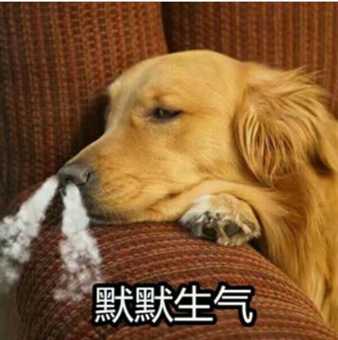 一波吵架生气专用大金毛表情包,太好笑了