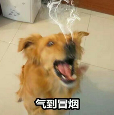 一波吵架生气专用大金毛表情包,太好笑了
