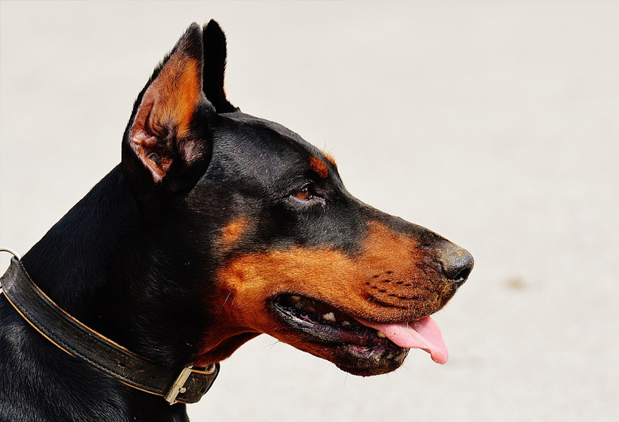 杜宾犬图片天生的警卫犬杜宾犬图片大全