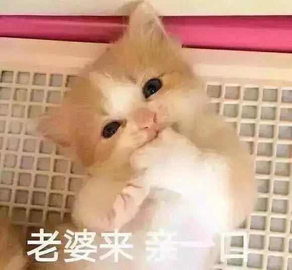 爱老婆宠老婆的表现图片表情 老婆奴专用表情包