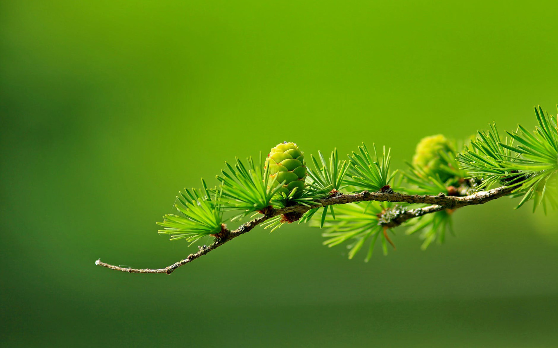 植物图片 高清护眼清新绿色植物图片壁纸