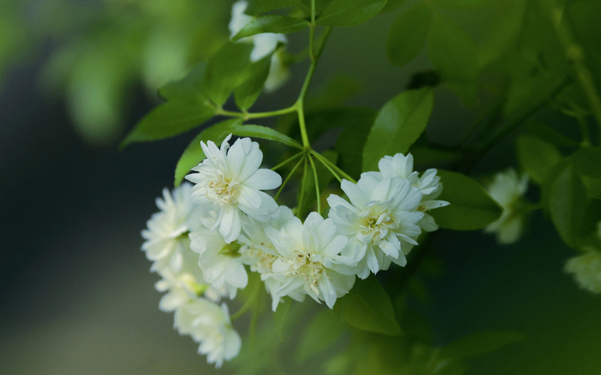 植物图片 高清护眼清新绿色植物图片壁纸