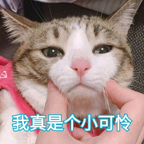 的系列撒娇的表情包,小猫咪给我们大家的印象就是那种可爱,呆萌的形象