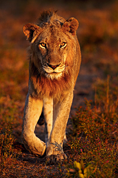 狮子图片动物世界的王者狮子