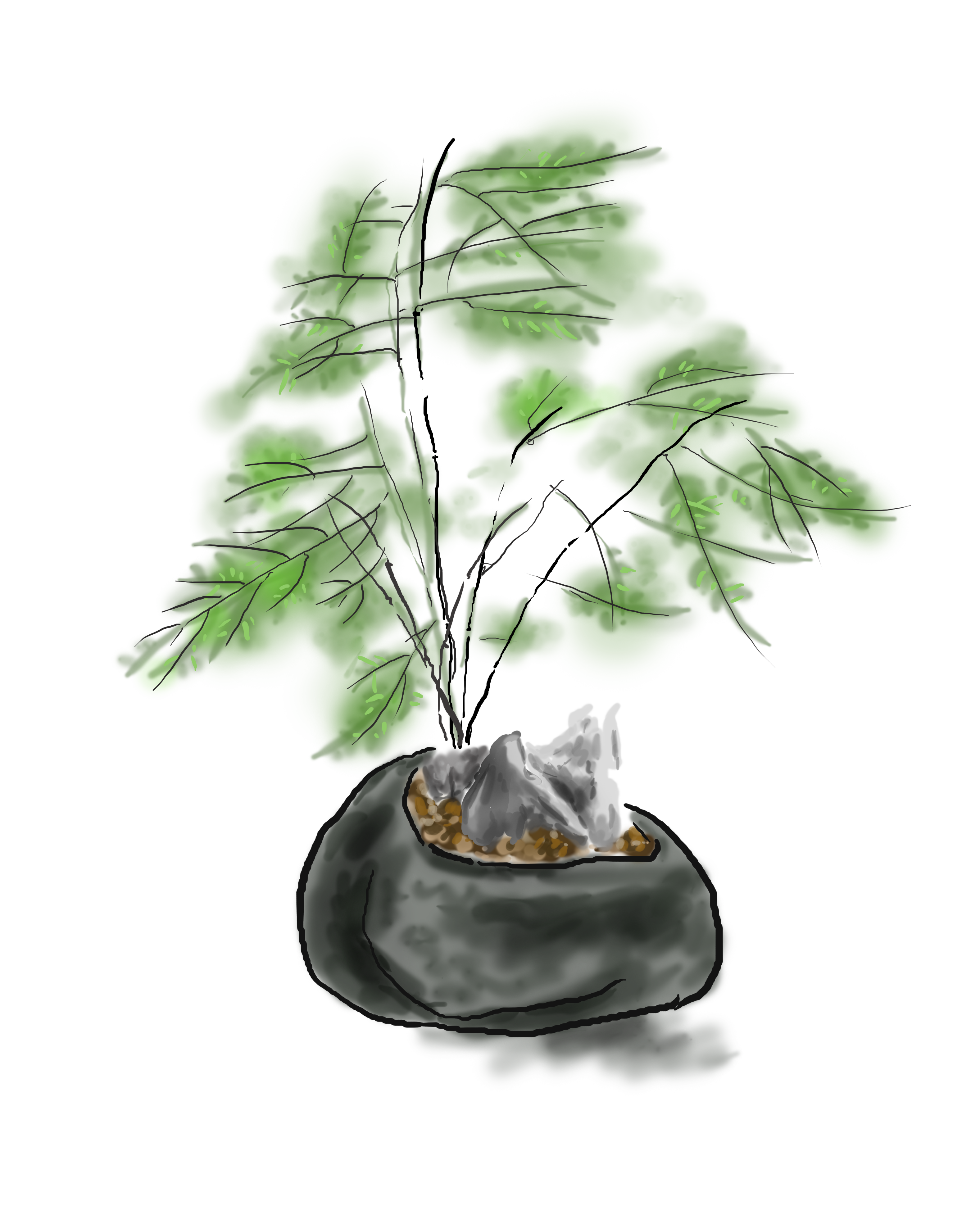 文竹图片 是极高的观赏植物家居绿植
