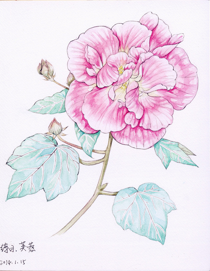 芙蓉花图片 象征着富贵吉祥的芙蓉花图片手绘图片