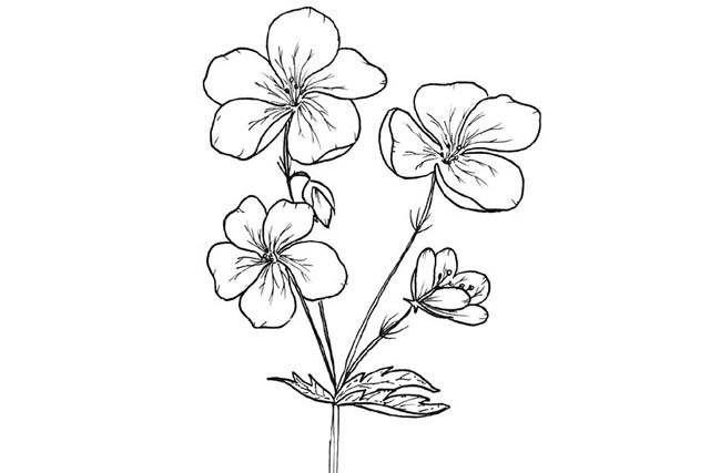 花简笔画图片大全 儿童画可爱简笔花图片素材