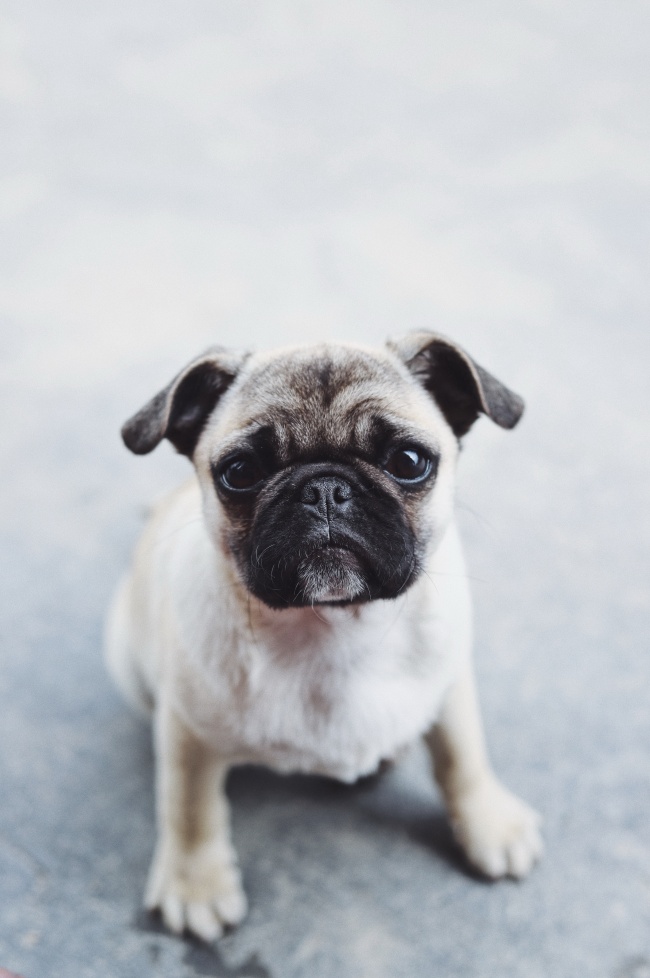 巴哥犬图片 可爱巴哥犬卖萌图片大全