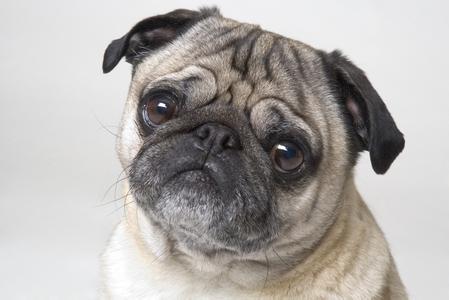 巴哥犬图片可爱巴哥犬卖萌图片大全