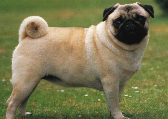 巴哥犬图片 可爱巴哥犬卖萌图片大全