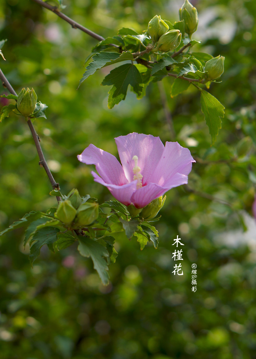 木槿花图片你知道木槿花长什么样子吗