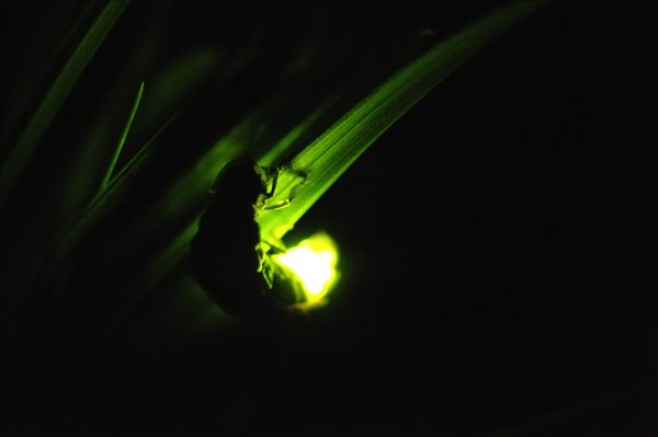 萤火虫图片萤火虫是反映生态环境的重要生物指标