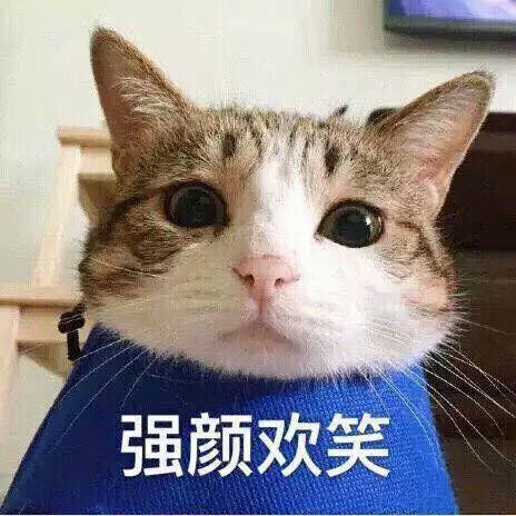 超可爱猫咪撒娇表情包撒个娇萌死你