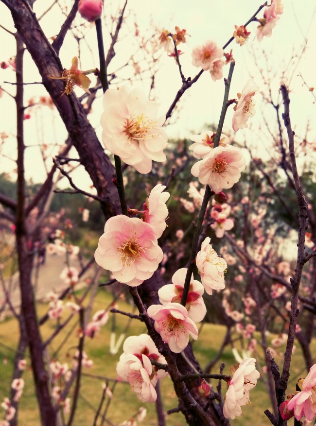 梅花图片大全梅花是中国十大名花之首