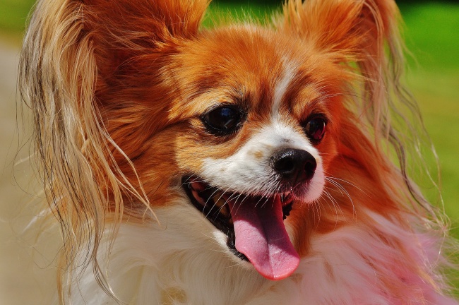 蝴蝶犬图片 标致优美的小型长毛犬