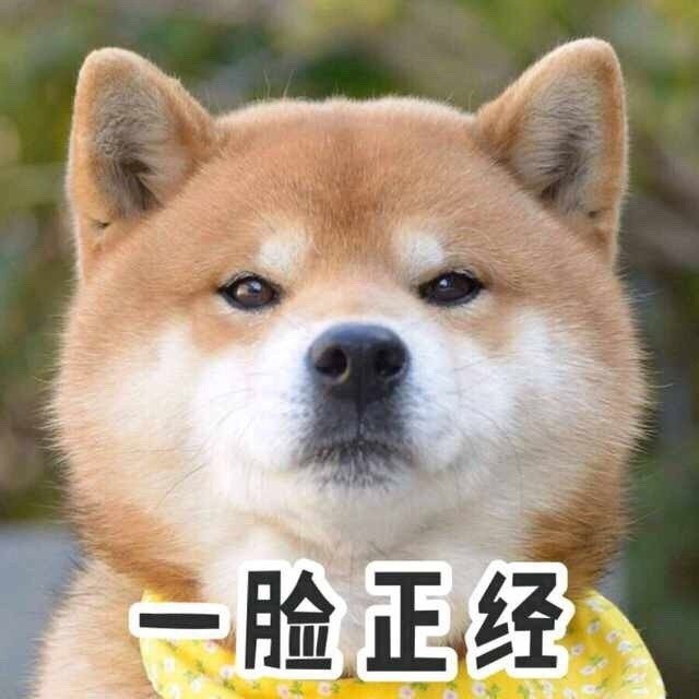 柴犬一集表情图片合集 柴犬图片表情包