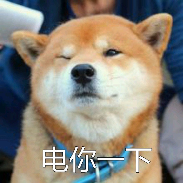 柴犬一集表情图片合集 柴犬图片表情包