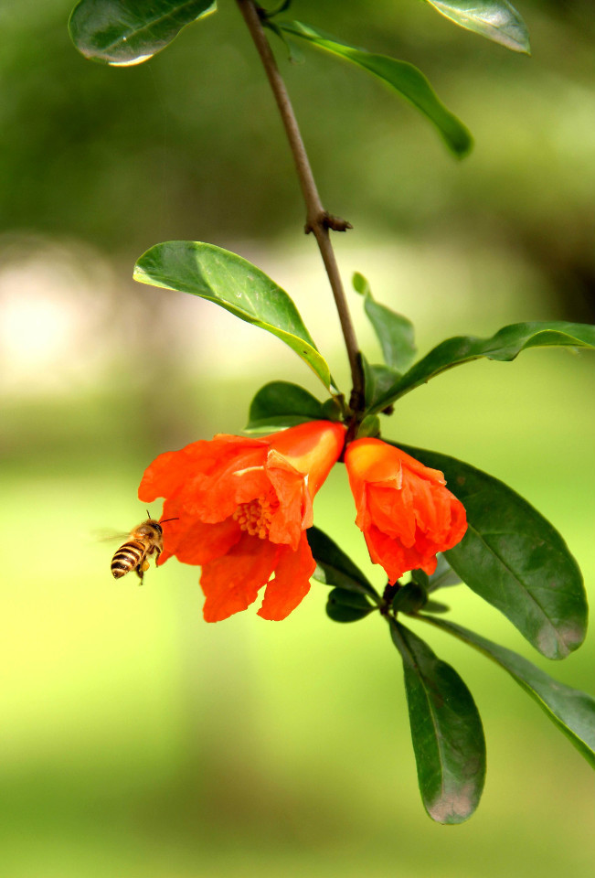 石榴花图片 石榴花的花语是什么呢？