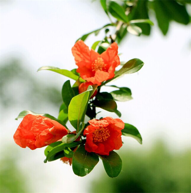 石榴花图片石榴花的花语是什么呢