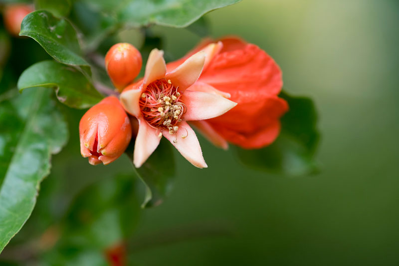 石榴花图片石榴花的花语是什么呢