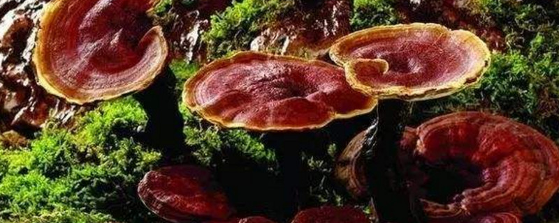 灵芝图片 “仙草”灵芝是补品中的王者