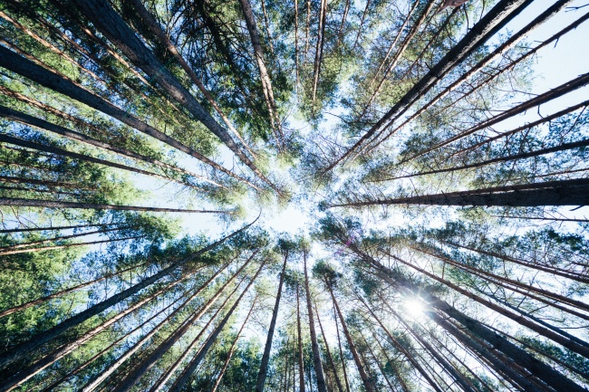 森林图片 森林被誉为"地球之肺"